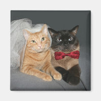Feline Braut und Bräutigam