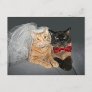 Feline Braut und Bräutigam Postkarte