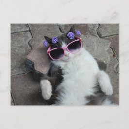 Feline Diva Postkarte