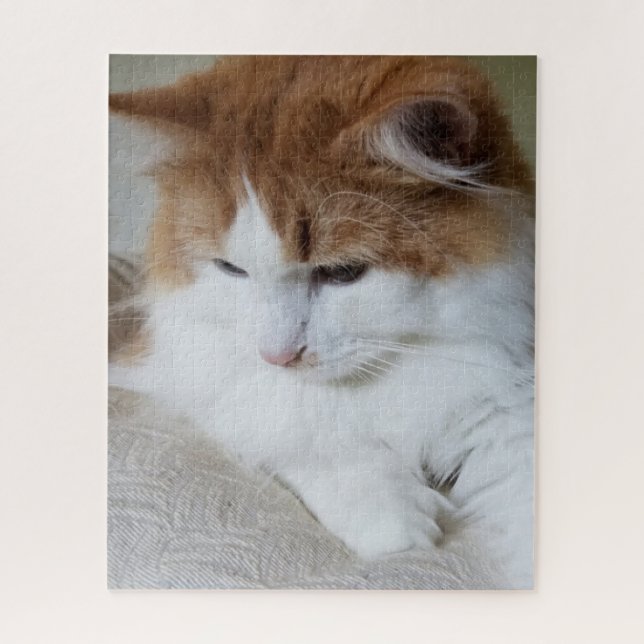 (Feline Extravagant) Kitty Contemplation: Cat Foto (Vertikal)