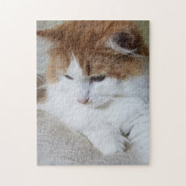 (Feline Extravagant) Kitty Contemplation: Cat Foto