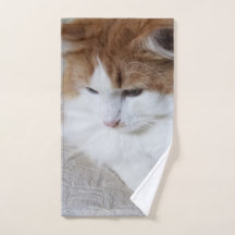 (Feline Extravagant) Kitty Contemplation: Cat Foto