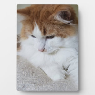 (Feline Extravagant) Kitty Contemplation: Cat Foto Fotoplatte