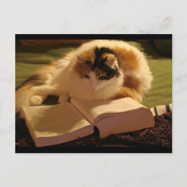 Feline Lincoln Postkarte (Vorderseite)