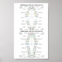 Feline und Canine Dental Formel