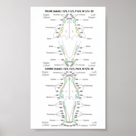Feline und Canine Dental Formel Poster