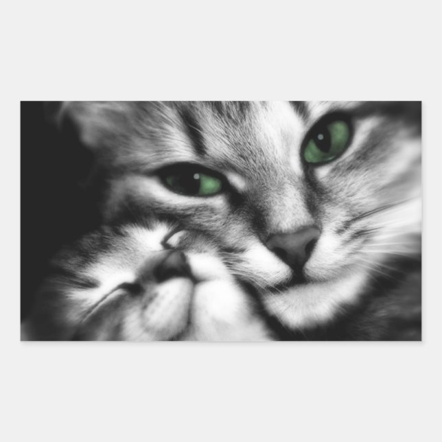 Feline Zuneigung Rechteckiger Aufkleber (Vorderseite)