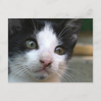 Felis silvestris catus