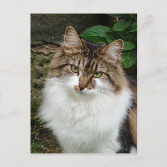 Felix im durchdachten Modus Postkarte (Vorderseite)