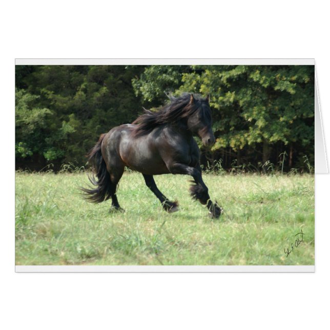 Fell Pony Stallion (Devant horizontal)