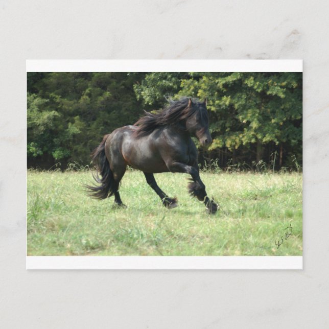 Fell Pony Stallion Postkarte (Vorderseite)