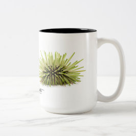 Felsen-Bohren Seeigel, Echinometra mathaei Zweifarbige Tasse