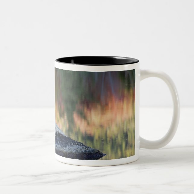 Felsen und Baumreflexion, Lilienteich, Weiß Zweifarbige Tasse (Rechts)