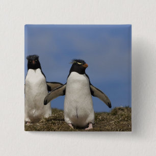 Felsenhüpper-Pinguine Eudyptes chrysocome Button