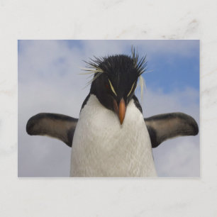 Felsenpinguin Eudyptes chrysocome Postkarte
