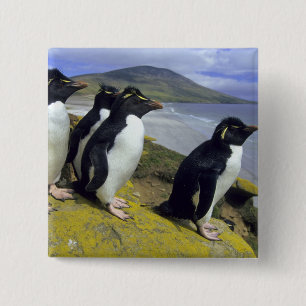 Felsenpinguine, (Eudyptes chrysocome), Button