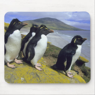 Felsenpinguine, (Eudyptes chrysocome), Mousepad