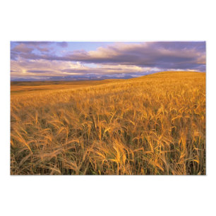 Felsfeld der reifen Gerste entlang des Felsens Fotodruck