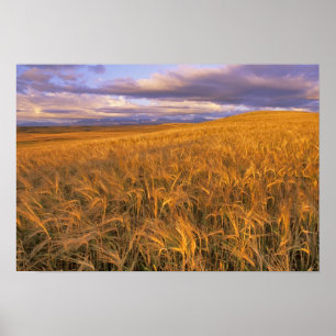 Felsfeld der reifen Gerste entlang des Felsens Poster
