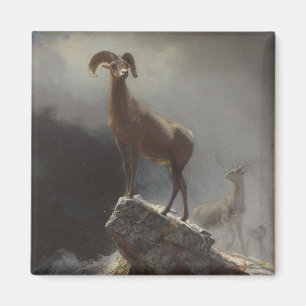 Felsiger Gebirgsschafe oder Big Horn, Ovis, Magnet