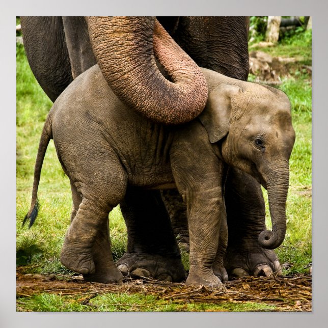 Female Asian Elephant Mother Protecting Her Baby Poster (Vorne)
