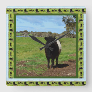 Female Belted Galloway Cow, Quadratische Wanduhr