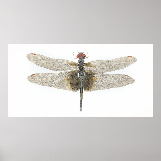 Female Black Saddlebags Dragonfly Poster (Vorne)