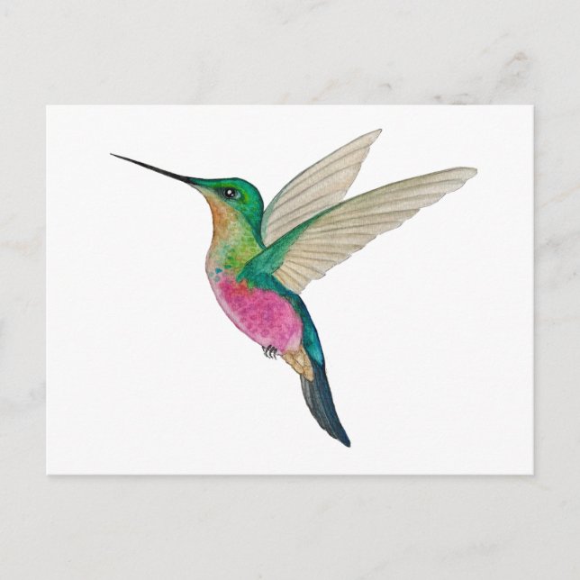 Female Blue-throated Starfrontlet Hummingbird Postkarte (Vorderseite)