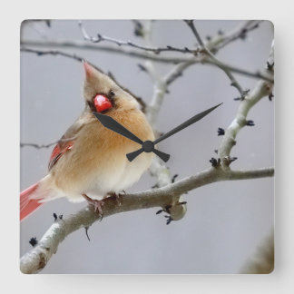 Female_cardinal_clock_v1 Quadratische Wanduhr