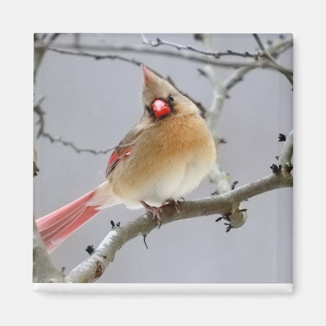 Female_Cardinal_Magnet Magnet (Vorne)