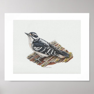 Female Hairy Woodpecker Art Print Poster