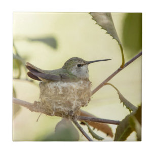 Female Hummingbird on her nest Fliese