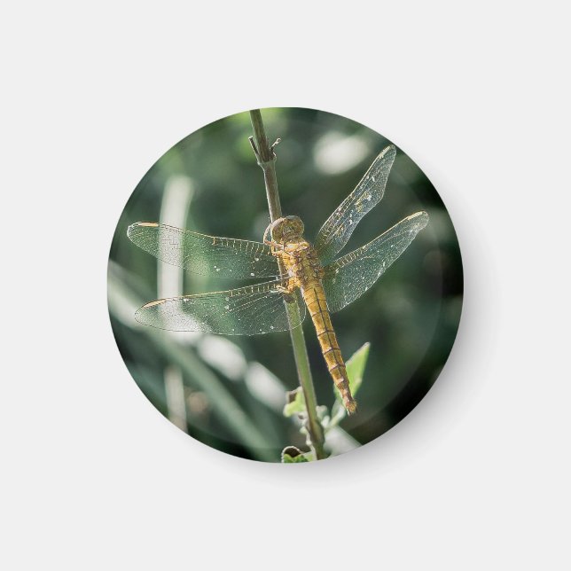 Female Keeled Skimmer Dragonfly Magnet (Vorne)