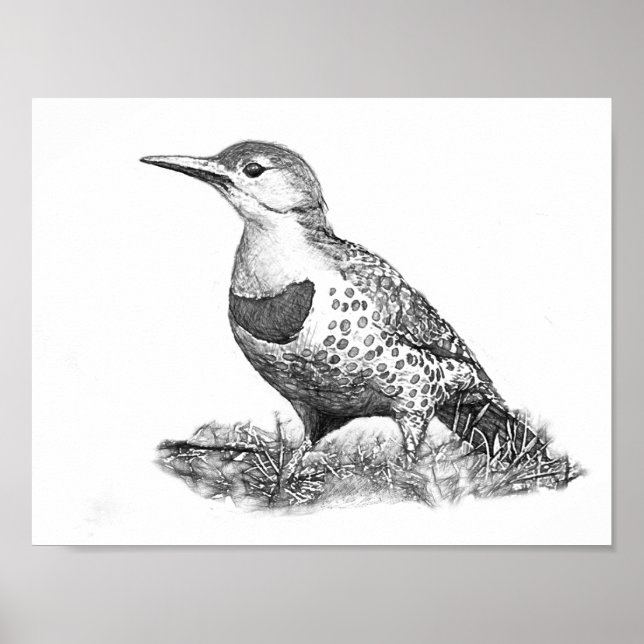 Female Northern Flicker Poster (Vorne)
