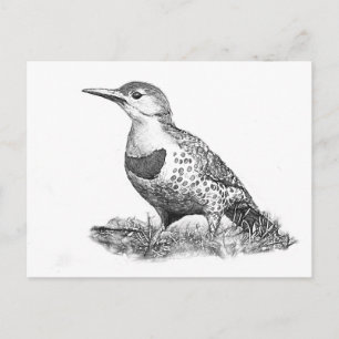 Female Northern Flicker Postkarte