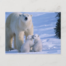 Female Polar Bear Standing with 2 Cubs at her Postkarte