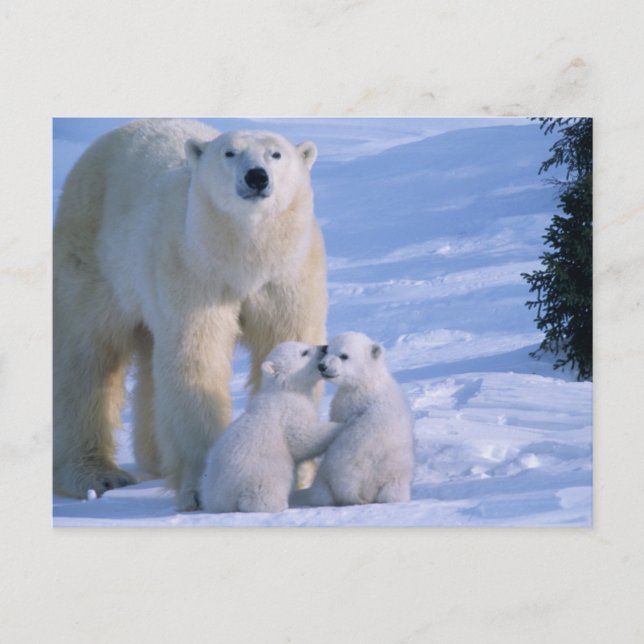 Female Polar Bear Standing with 2 Cubs at her Postkarte (Vorderseite)