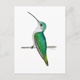 Female Ruby-throated Hummingbird Postkarte
