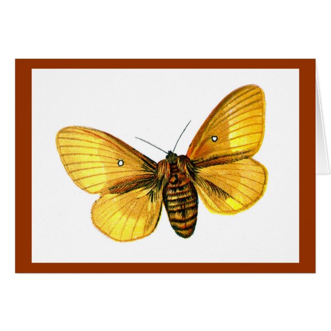 femelle de Bombyx quercus (Devant horizontal)