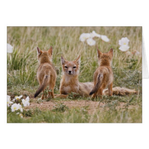 Femelle du renard véloce (Vulpes velox) jeune à