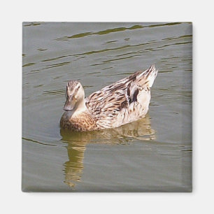 Femme Mallard Duck 3 Magnet