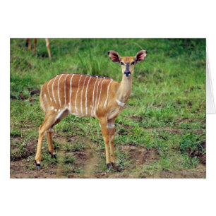 Femme Nyala, Hluhluwe-Umfolozi Game Reserve