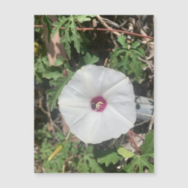 Fenceline Alamo Vine Magnet