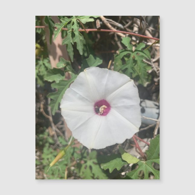 Fenceline Alamo Vine Magnet (Vorderseite)