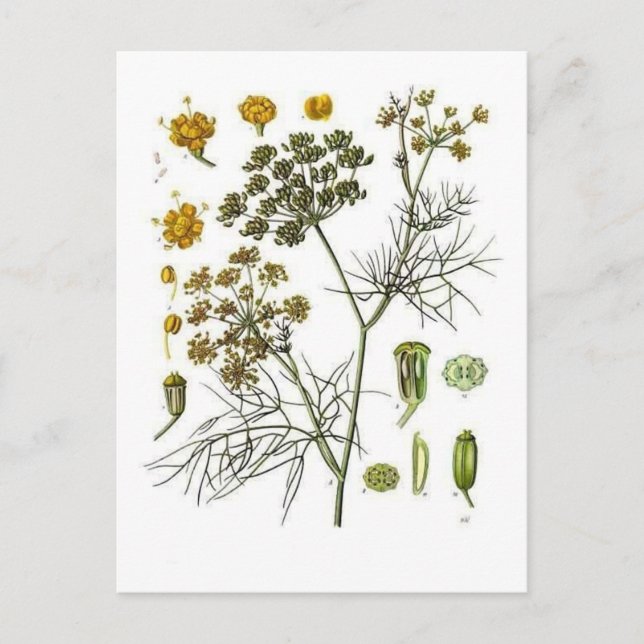 Fenchel Postkarte (Vorderseite)
