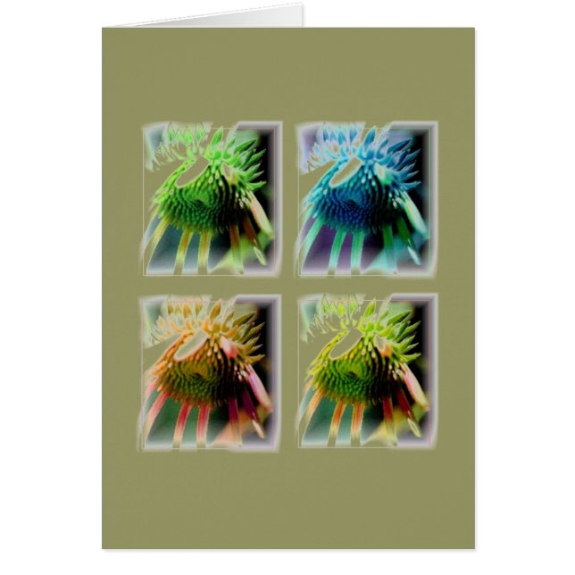 Fenêtres de croissance Echinecea (Devant)