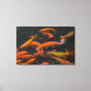 Feng Shui glauben, dass koi Fische gutes Glück Leinwanddruck