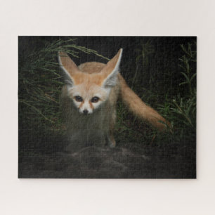 Fennec Fox