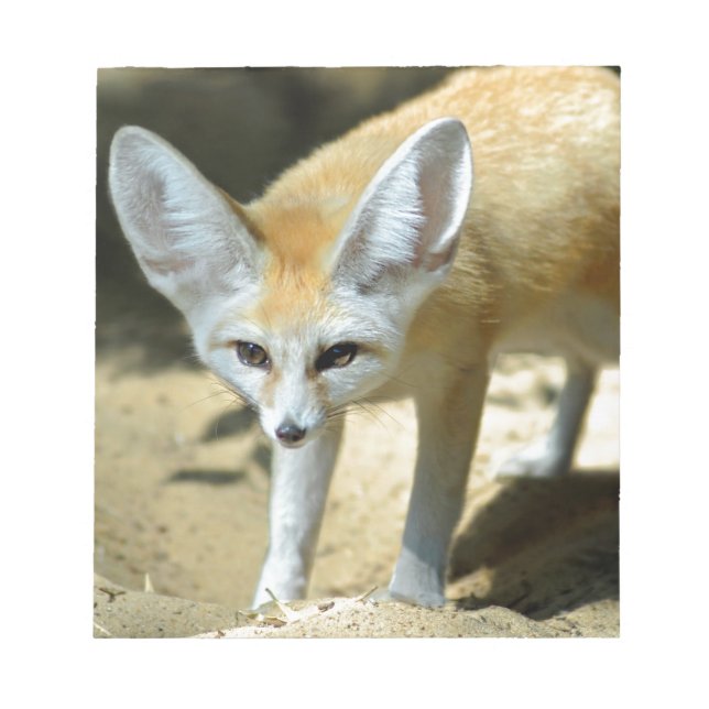 Fennec fox notizblock (Vorderseite)
