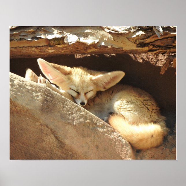 Fennec Fox Poster (Vorne)
